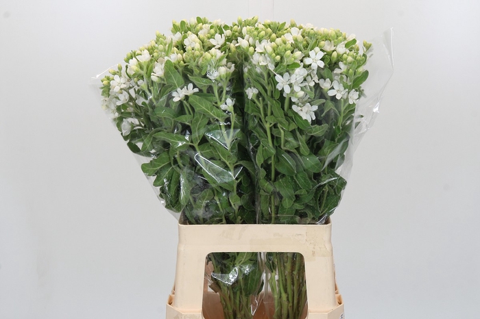 <h4>Oxypetalum coeruleum 'Perfect White Harmony'</h4>