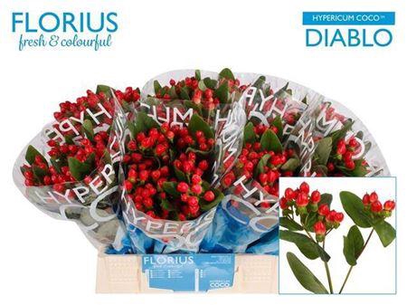 <h4>Hyp Coco Diablo</h4>