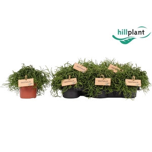 RHIPSALIS BA OASIS