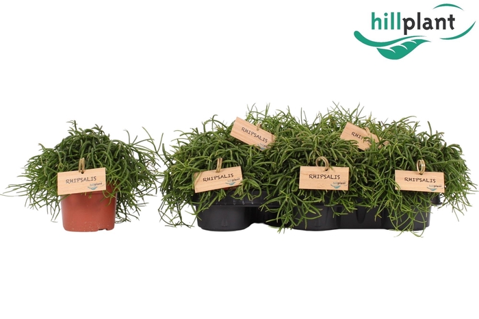 <h4>RHIPSALIS BA OASIS</h4>