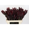 Leucadendron Saf Sunset Dark Red