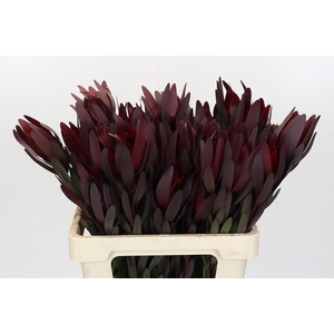 Leucadendron Saf Sunset Dark Red