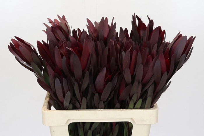 <h4>Leucadendron Saf Sunset Dark Red</h4>