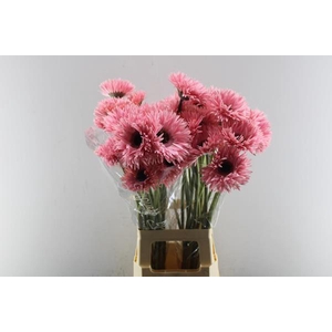 Ge Gs+ Abu (licht Rose)