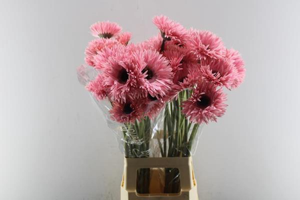 <h4>Ge Gs+ Abu (licht Rose)</h4>