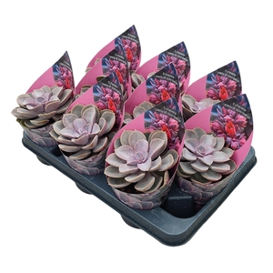 ECHEV PERLE VON NURN