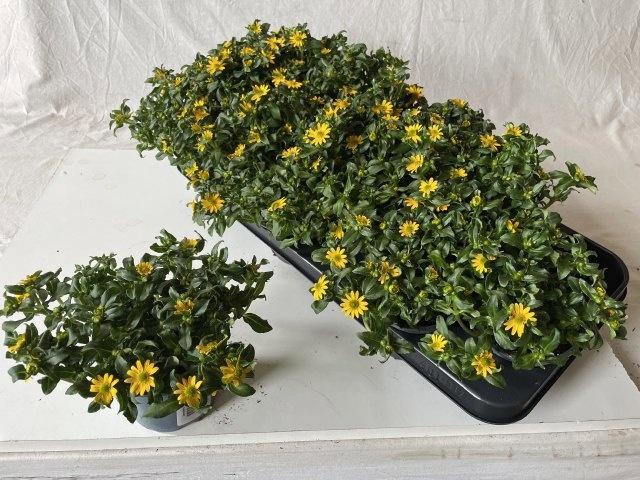 <h4>SANV PRO SOLARIS</h4>