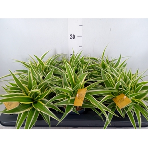 Chlorophytum com. 'Ocean'