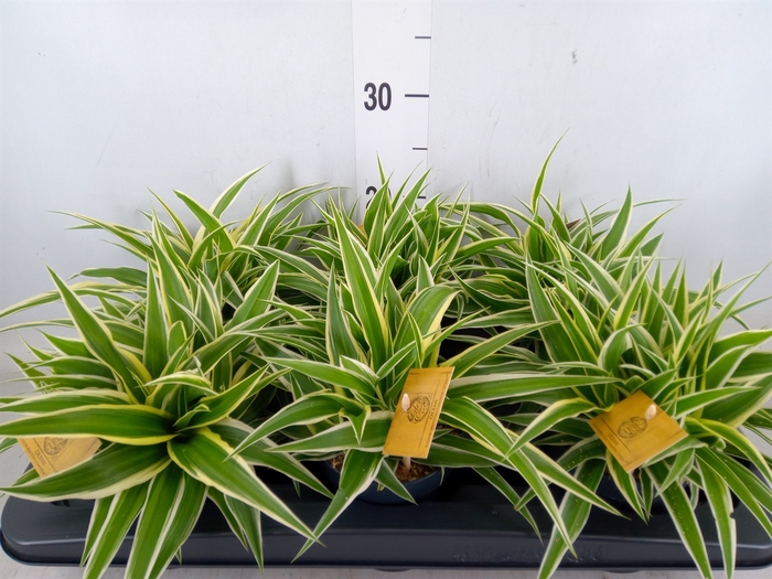 <h4>Chlorophytum com. 'Ocean'</h4>