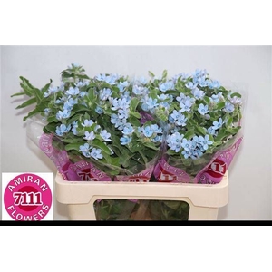 OXY CO TAN PURE BLU