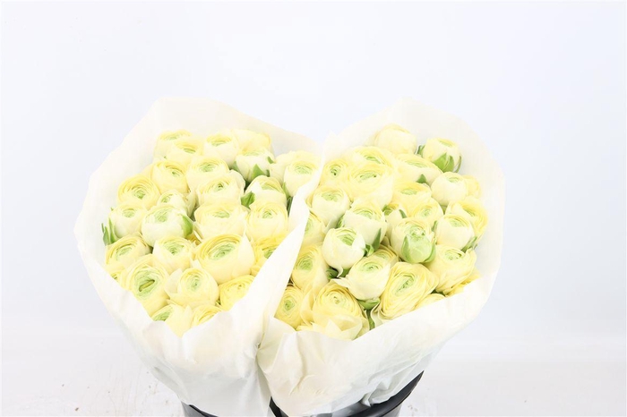 <h4>Ran Cloni Ex Commedia</h4>