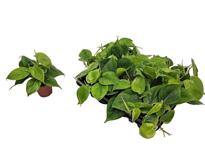 <h4>Philodendron Scandens</h4>