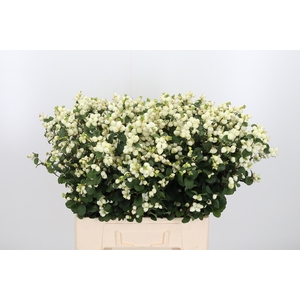 Sympho Mag Lemo Lime