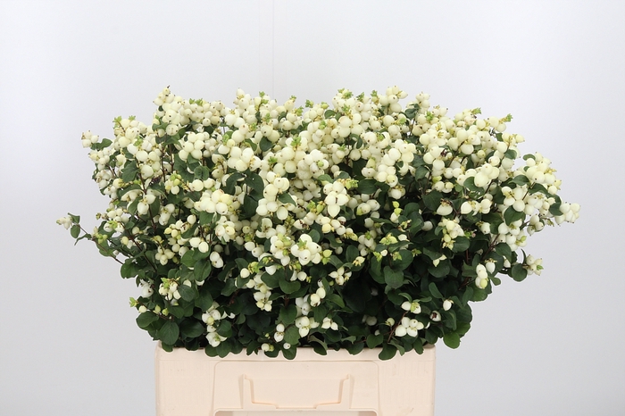 <h4>Sympho Mag Lemo Lime</h4>