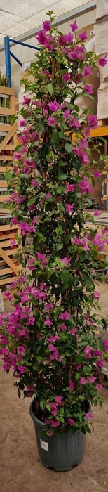 <h4>BOUGAINV ALEXANDRA</h4>