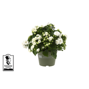 CAMPANULA-HYBRID P10,5 WHITE LIKE ME