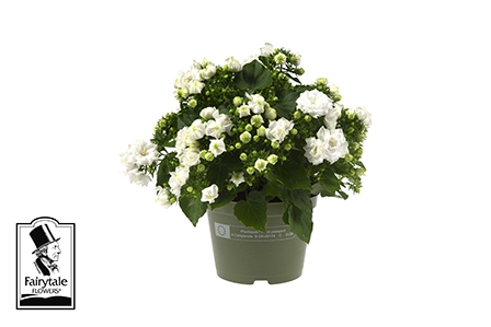 <h4>CAMPANULA-HYBRID P10,5 WHITE LIKE ME</h4>