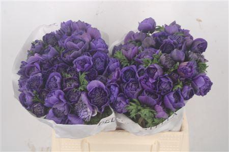 Anemone Levante Blue