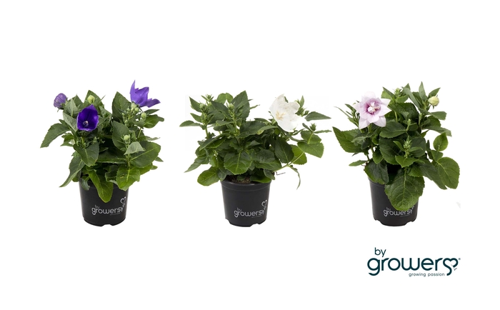 <h4>PLATYCODON GRANDIFLORUS</h4>