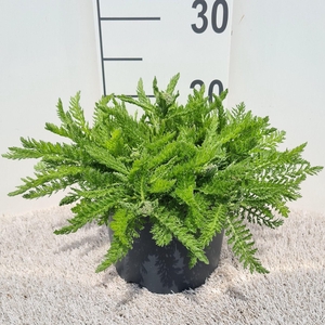 Achillea Skysail Yellow P19