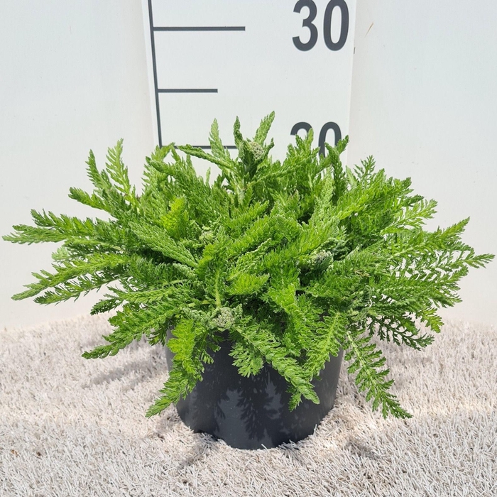 <h4>Achillea Skysail Yellow P19</h4>