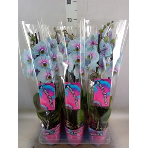 Phalaenopsis   ...