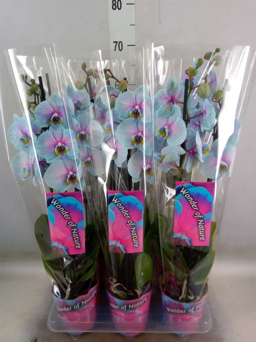 <h4>Phalaenopsis   ...</h4>