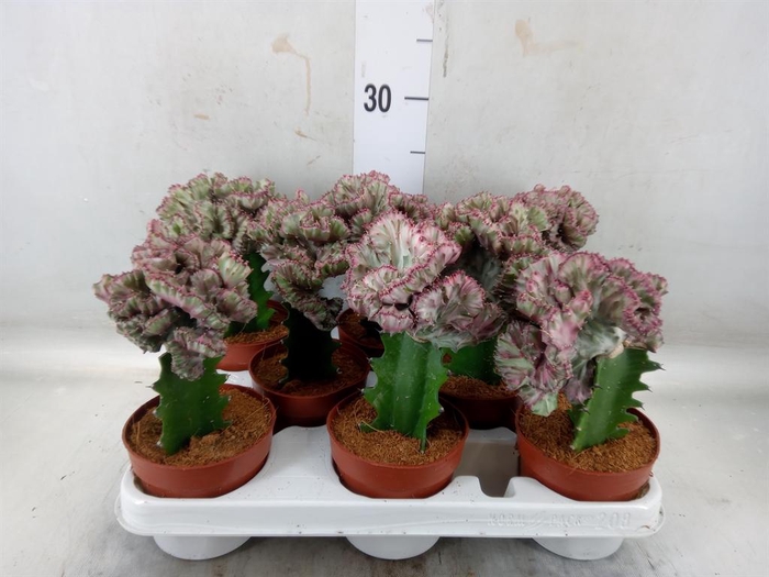<h4>Euphorbia lactea</h4>