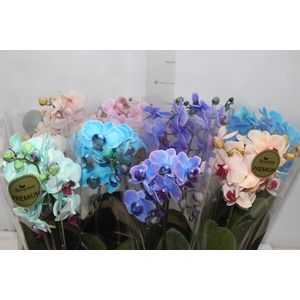 PHALAENOPSIS MINI P09 MULTICOLOR 2 HT