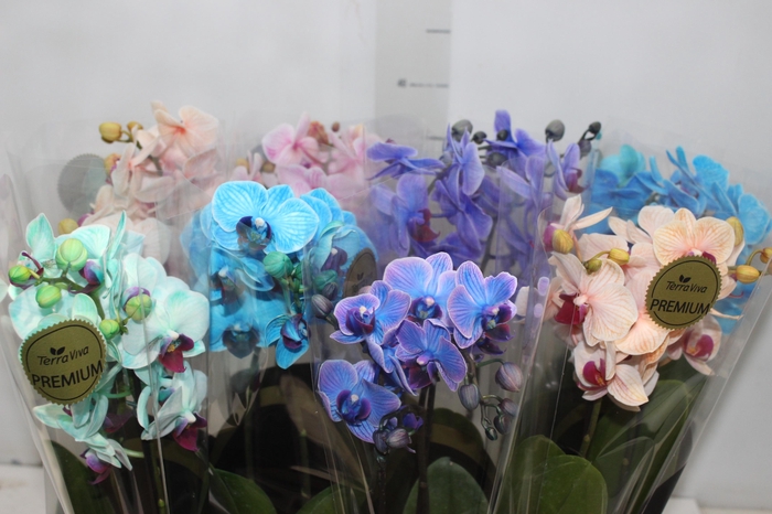 <h4>PHALAENOPSIS MINI P09 MULTICOLOR 2 HT</h4>