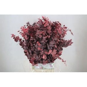 Pres Euca Stuartiana Red 150 Gr P Bunch
