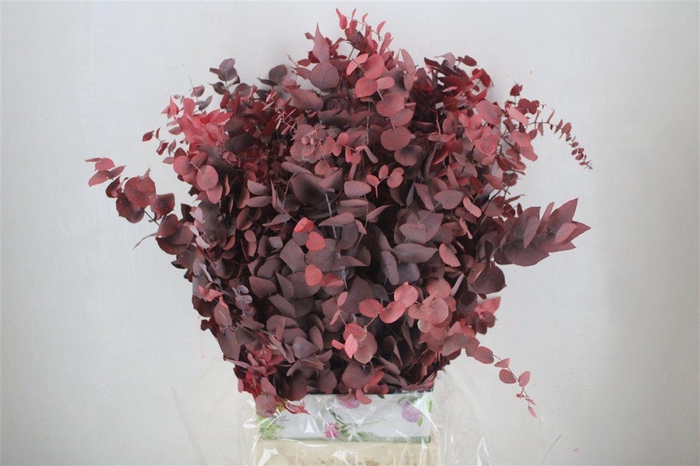 <h4>Pres Euca Stuartiana Red Bunch</h4>