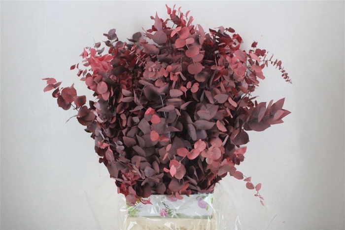 <h4>Pres Euca Stuartiana Red Bunch</h4>