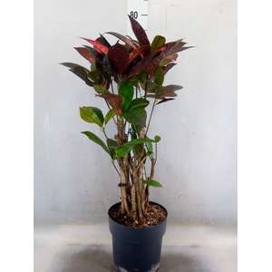 Codiaeum var. KL 'Mrs Iceton'