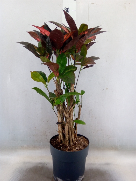 <h4>Codiaeum var. KL 'Mrs Iceton'</h4>