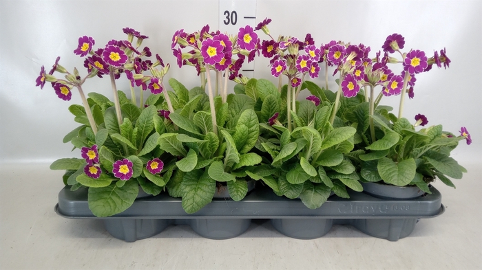 <h4>Primula veris 'Little Queen Red'</h4>