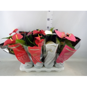 Anthurium   ...mix