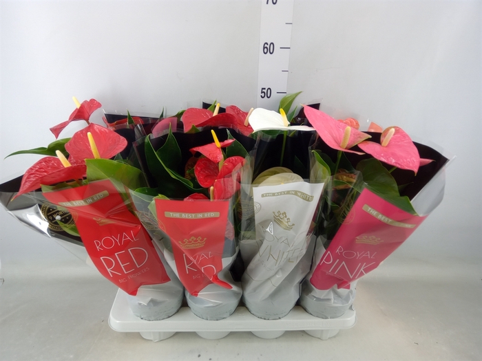 <h4>Anthurium   ...mix</h4>