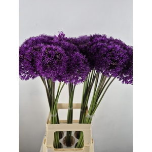 ALLIUM PURPLE SENS