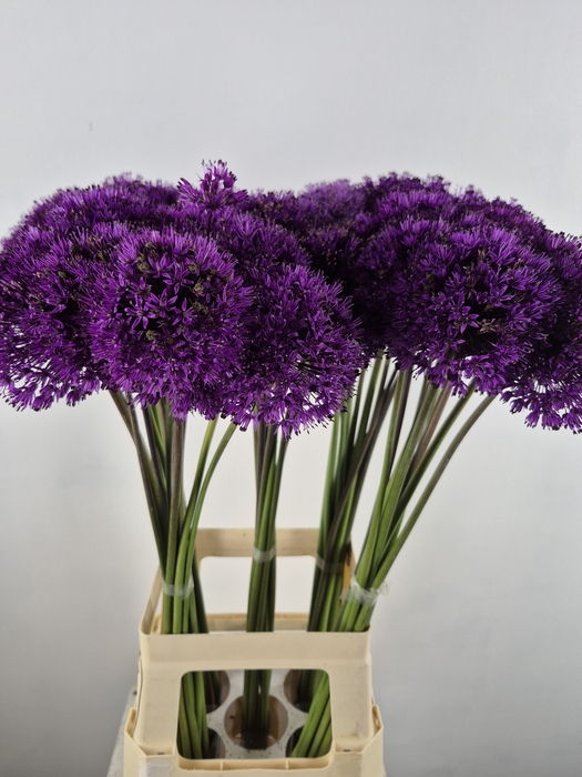 ALLIUM PURPLE SENS