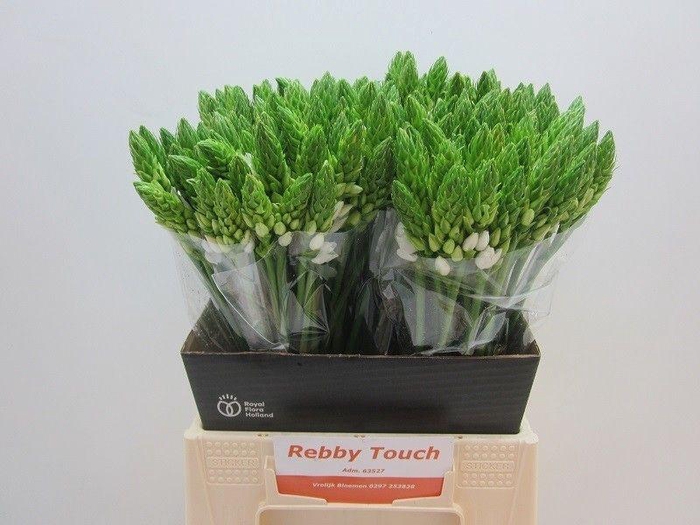 <h4>Ornithogalum Mount Fuji</h4>