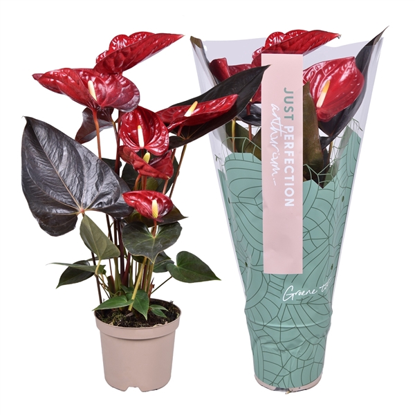 <h4>Anthurium Delicata "Just perfection"(XL FLowers)</h4>