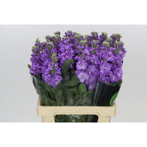 Matthiola Iron Blue