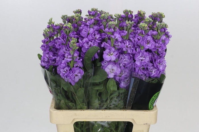 <h4>Matthiola Iron Blue</h4>