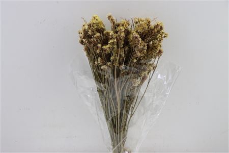 <h4>Dried Limonium Statice Champagne Bunch Slv</h4>