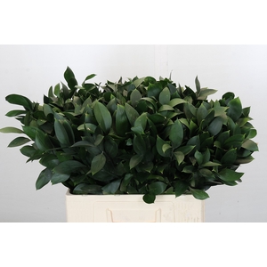 Ruscus Israel