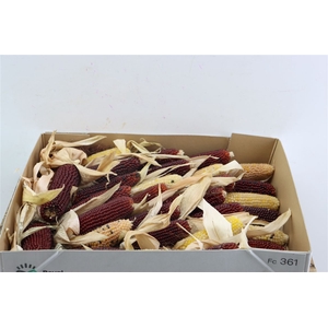 Zea Mays Strawberry