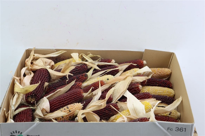 Zea Mays Strawberry
