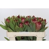 Protea Robijn