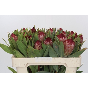 Protea Robijn
